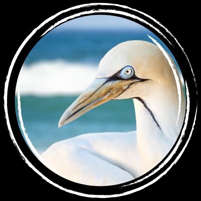 Albatross