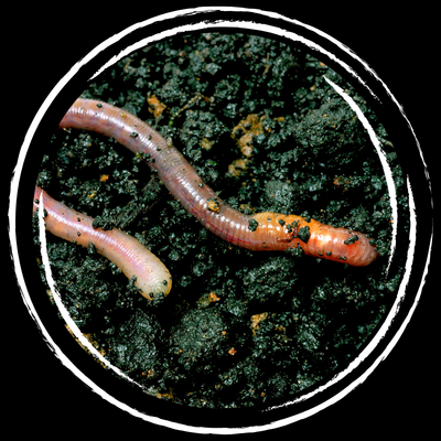 Earthworm