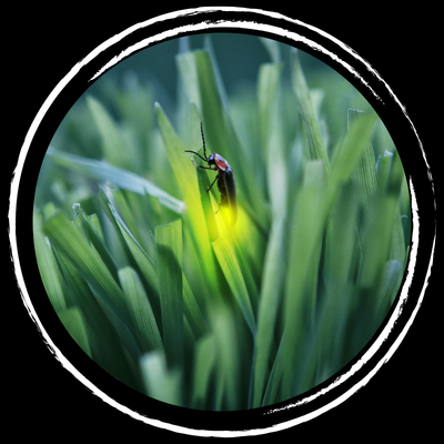 Firefly