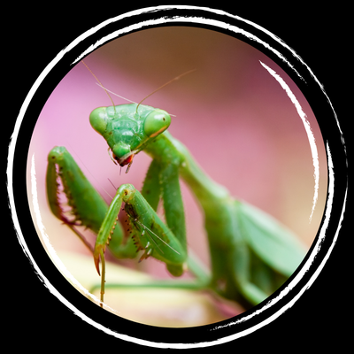 Praying Mantis