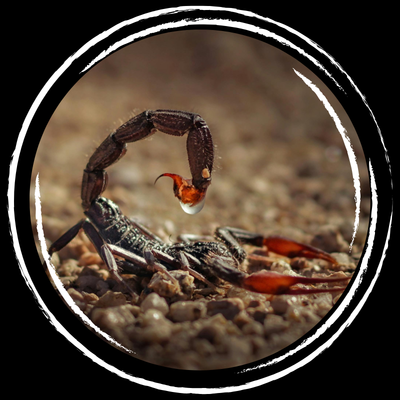 Scorpion